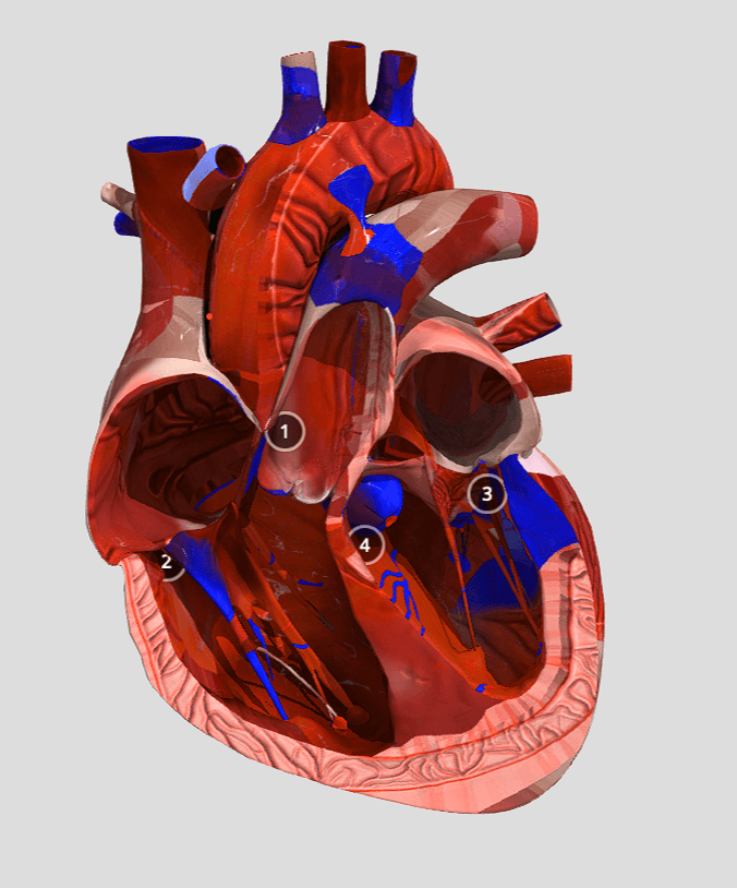 3D Model of Anatomy of Human Heart