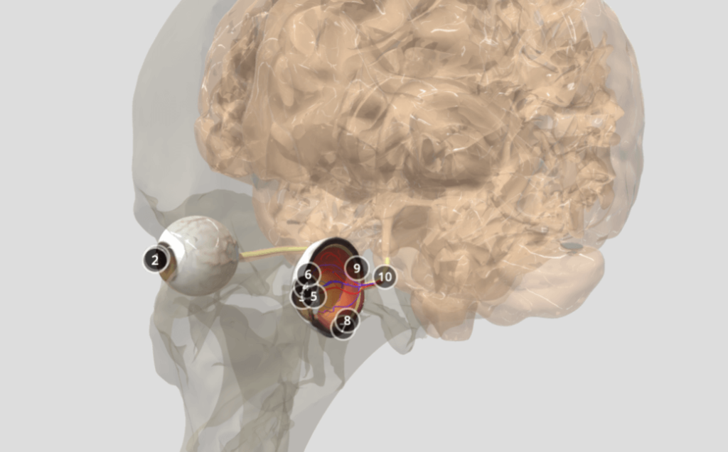 3D model showing different parts eye involved in vision like Sclera, Cornea, Iris and Pupil.