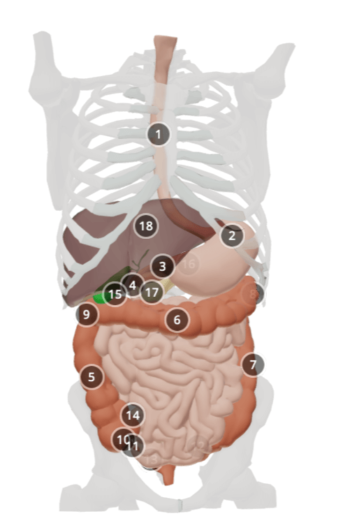 Gastrointestinal tract's (GI tract) 3D model which shows all the major organs of the digestive system.
